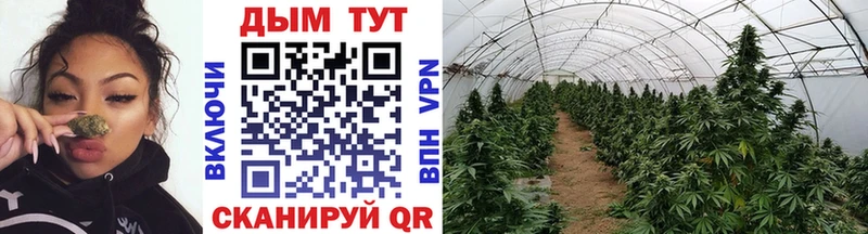 Бошки Шишки VHQ  Туринск 